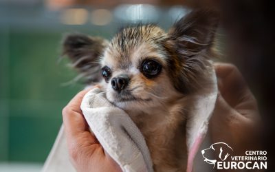La importancia de la peluquería felina y canina: salud y bienestar para tu mascota
