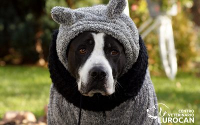 Hipotermia en mascotas: causas, síntomas, tratamiento y prevención