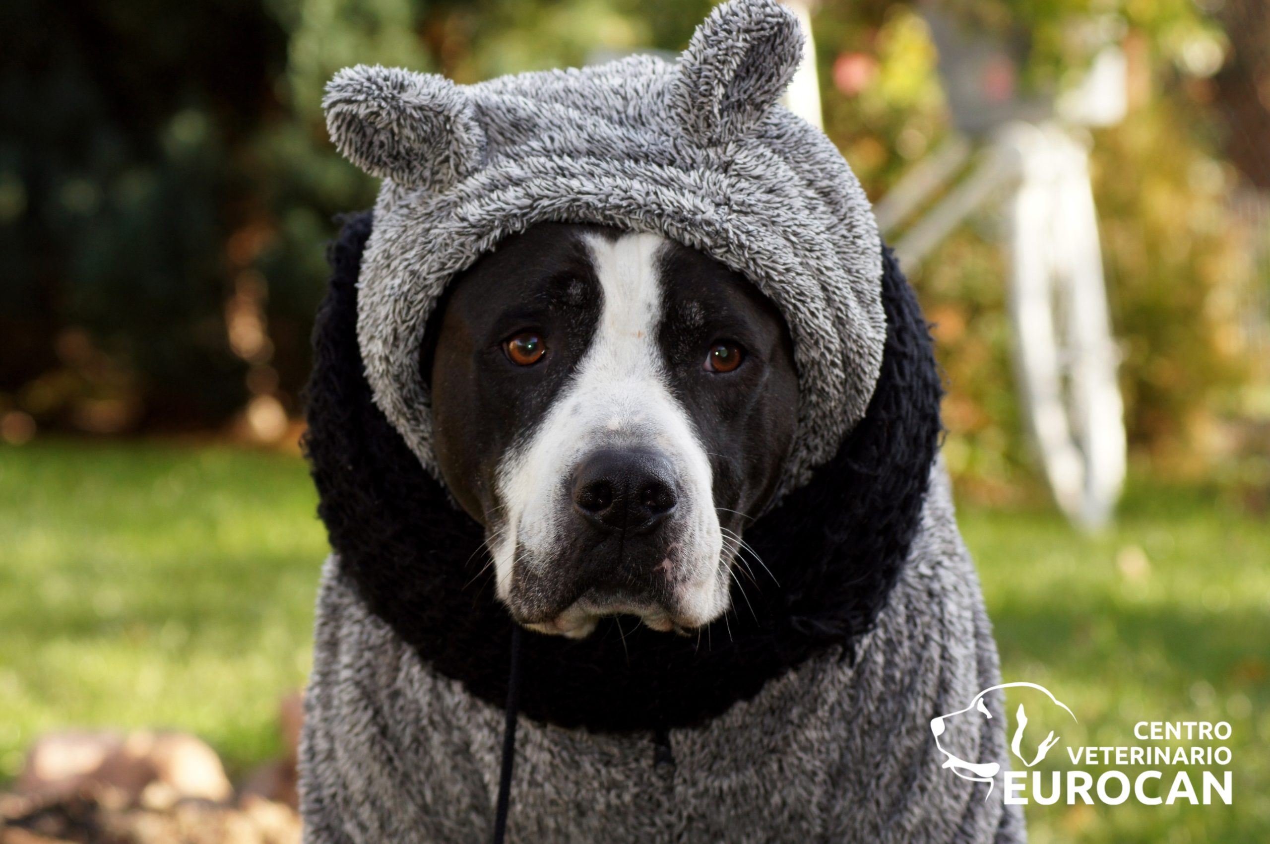 hipotermina-en-mascotas-centro-veterinario-eurocan