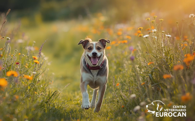 ¡Bienvenida Primavera! Cuida a tu Mejor Amigo Esta Temporada