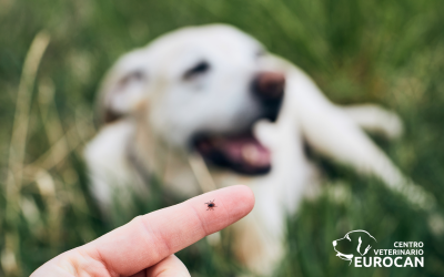 Ehrlichiosis canina: cómo proteger a tu perro de esta enfermedad transmitida por garrapatas