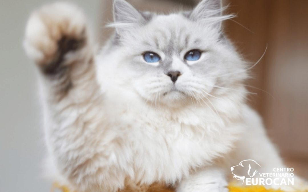 ¿Por qué los gatos ronronean? Mucho más que una señal de felicidad