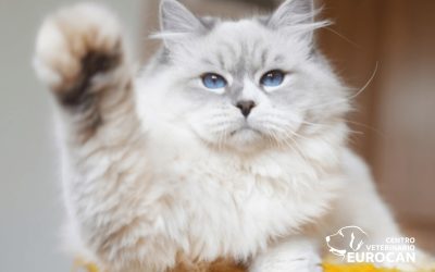 ¿Por qué los gatos ronronean? Mucho más que una señal de felicidad