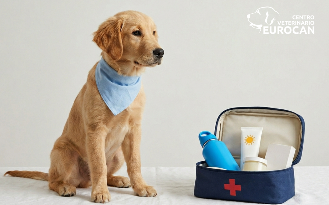 El kit de verano definitivo para tu mascota: 4 imprescindibles contra el calor