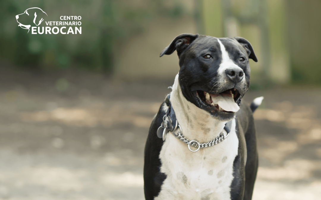 Golpe de calor en mascotas: Cómo detectarlo a tiempo y salvar la vida de tu compañero