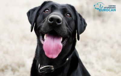 La microbiota intestinal en perros y gatos: por qué es clave para su salud